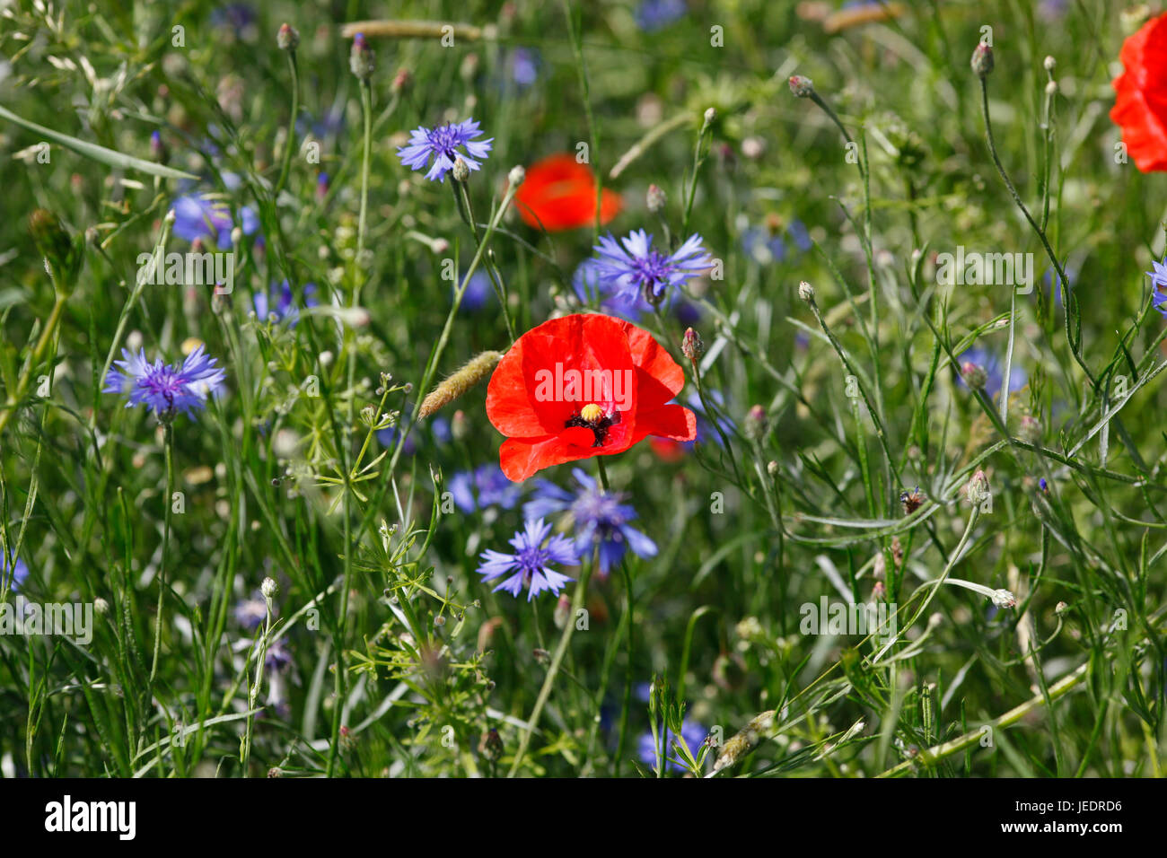Poppies on summer meadow hi-res stock photography and images - Alamy