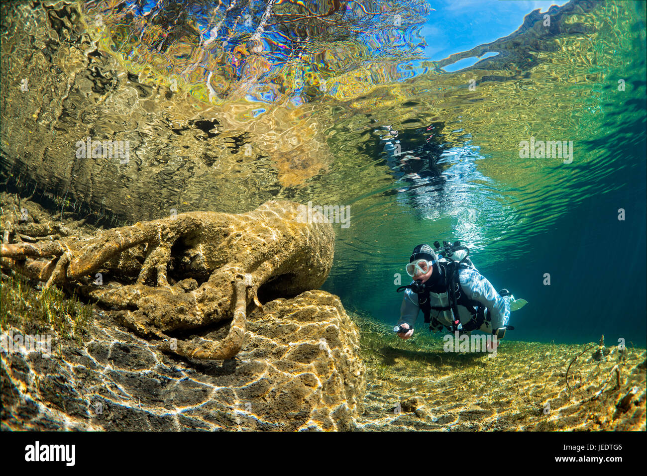 Wurzel im Fernsteinsee wird von einem Taucher betrachtet, Tirol, Österreich, Taucher im Flachwasser mit einer Lampe | Austria; Tyrol; lake Fernsteinse Stock Photo