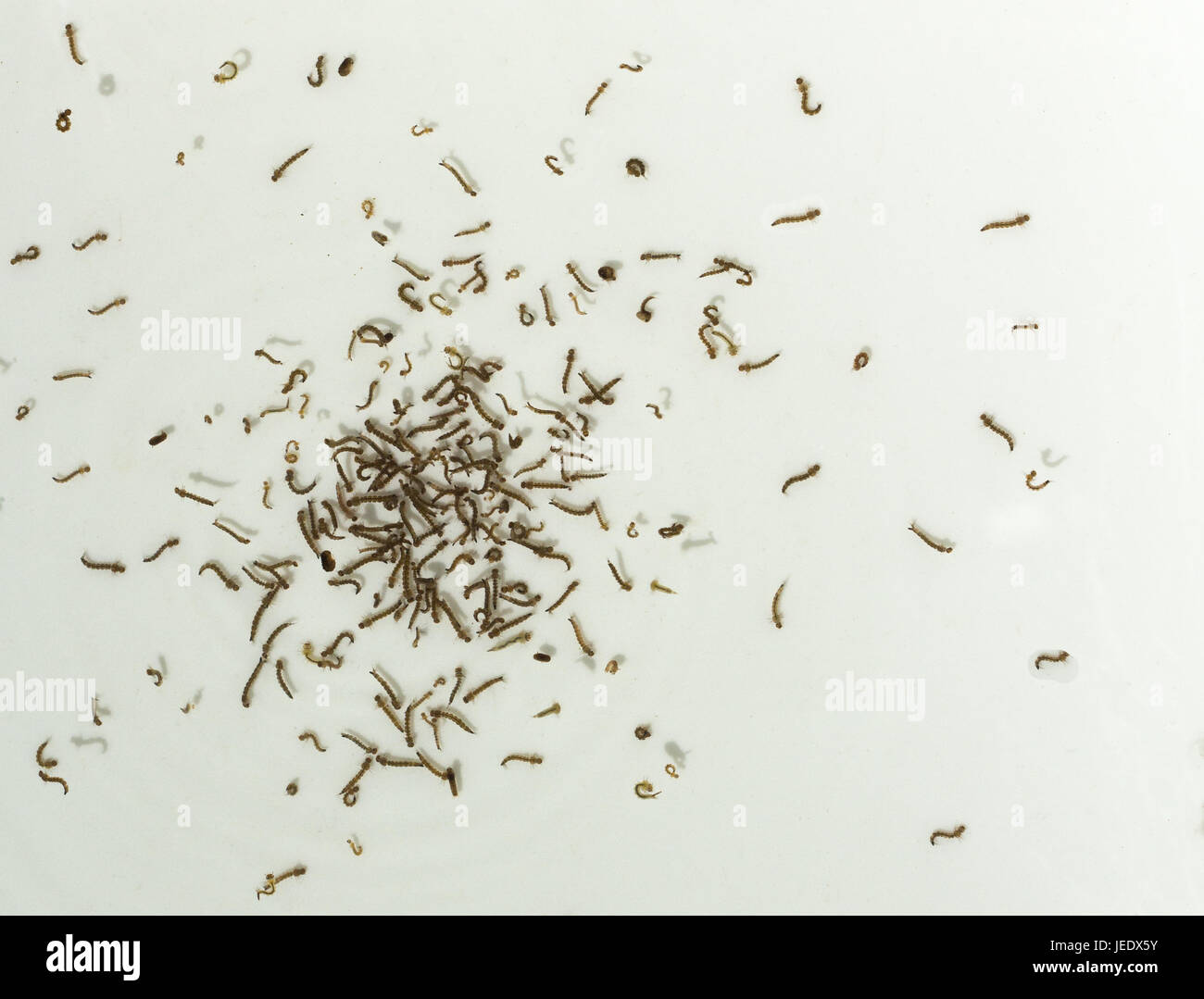 What does mosquito 2024 larvae look like