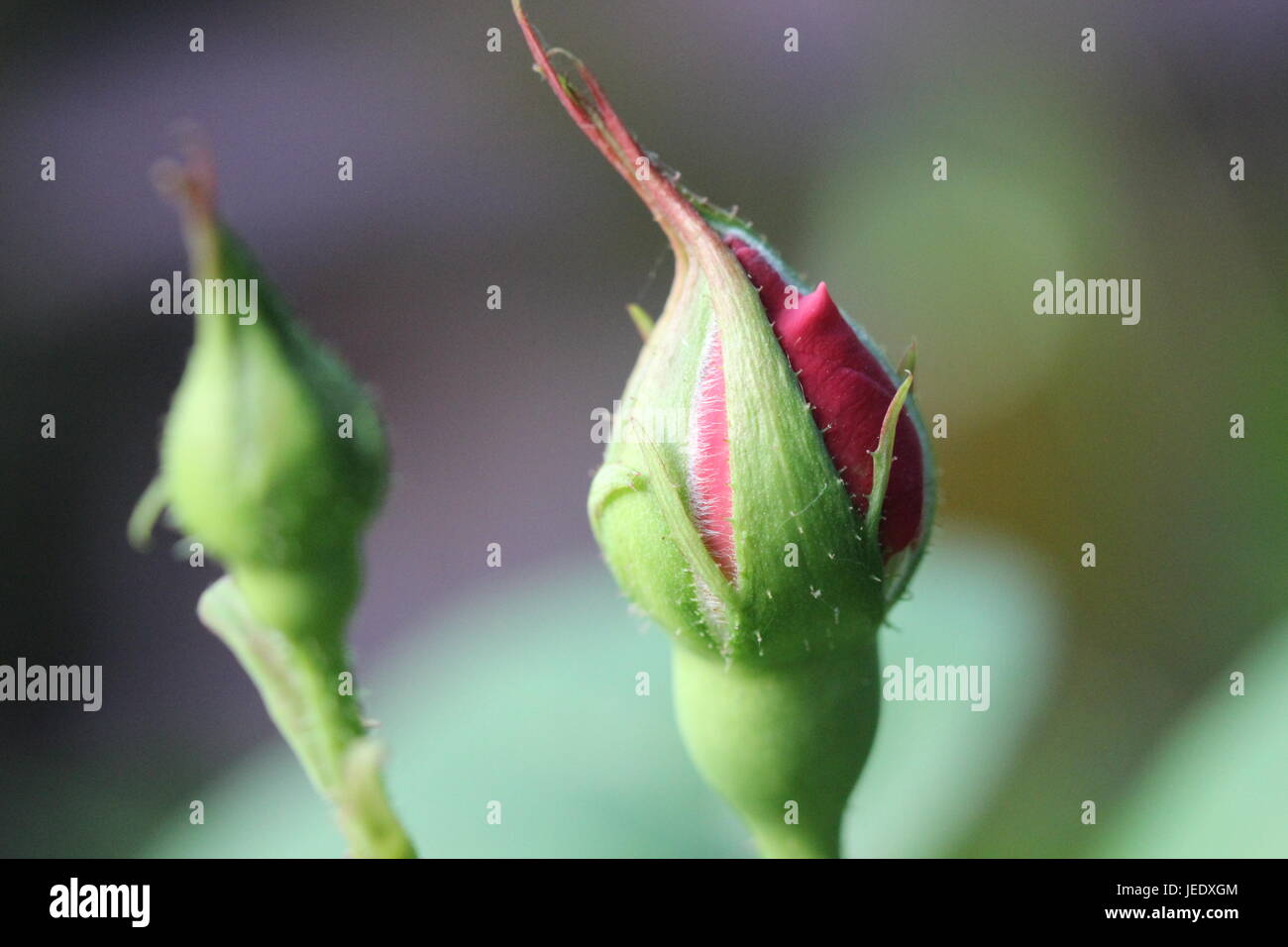 A pair of pink rosebuds starting to open Stock Photo Alamy