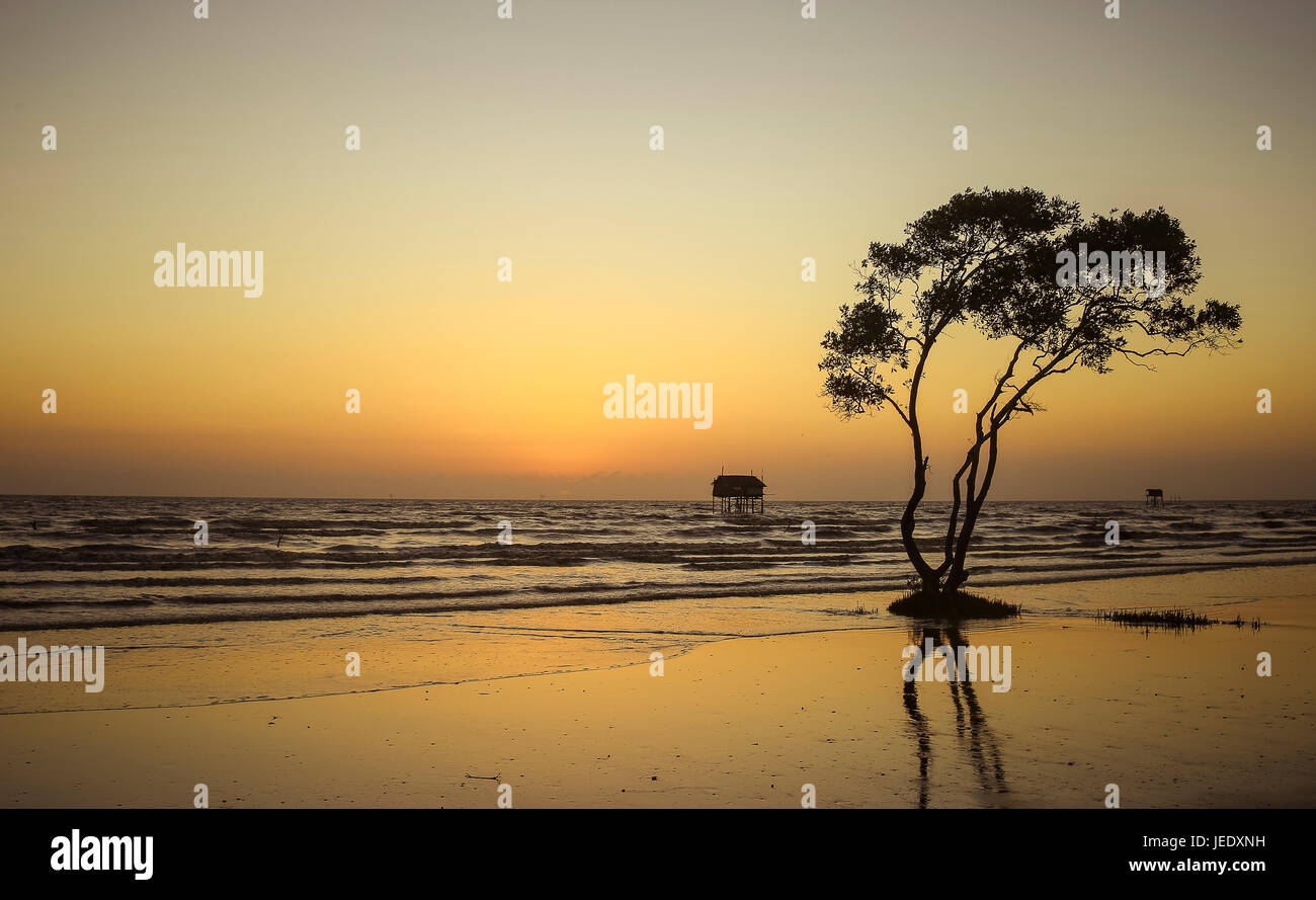 Lonely tree golden hour beach abstract background Tan Thanh beach Go Cong Viet Nam travel photo Stock Photo