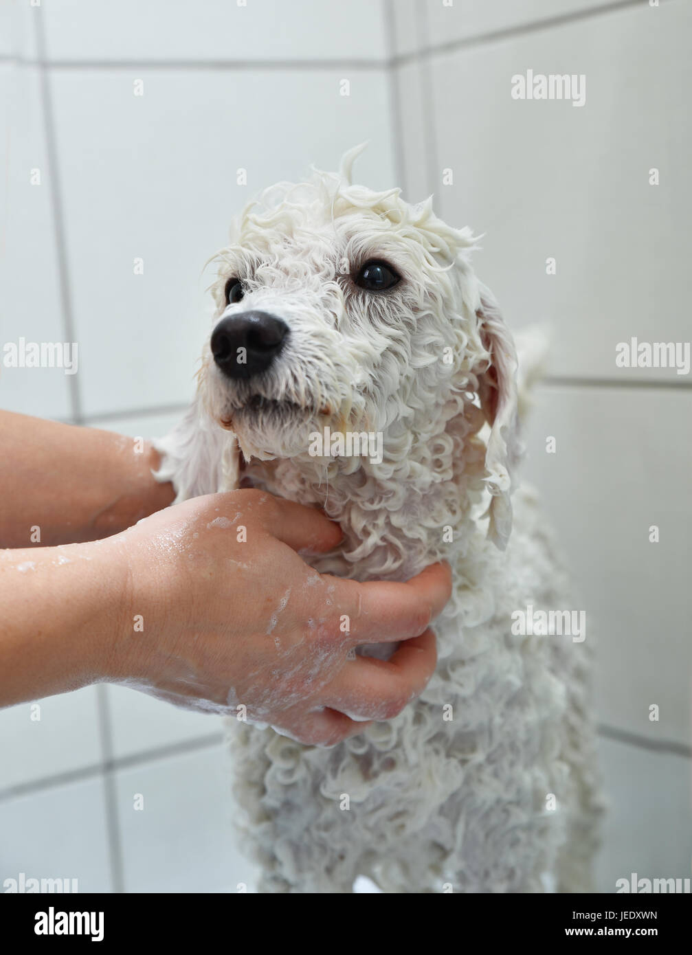 White poodle in the shower in bathroom Stock Photo Alamy
