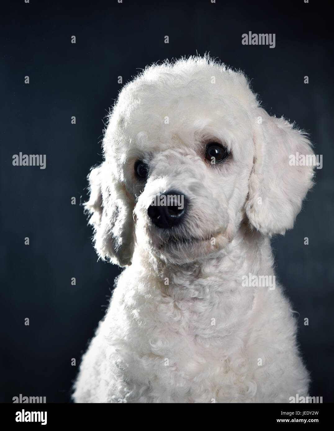 Small white poodle sales