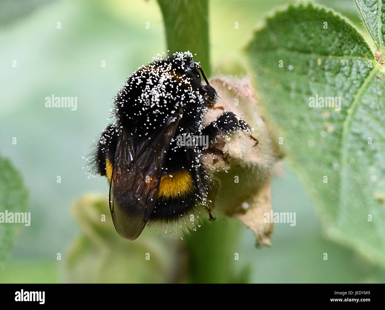Insect pollinated with pollen, pollinating flowers. Bombini. Bumblebee