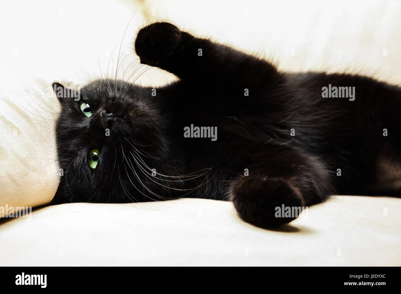Black panther cat Stock Photo