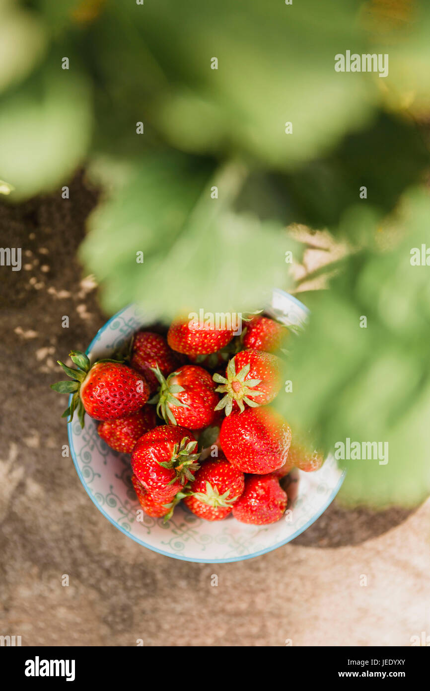 Bowl of fresh strawberries picked in the garden Stock Photo