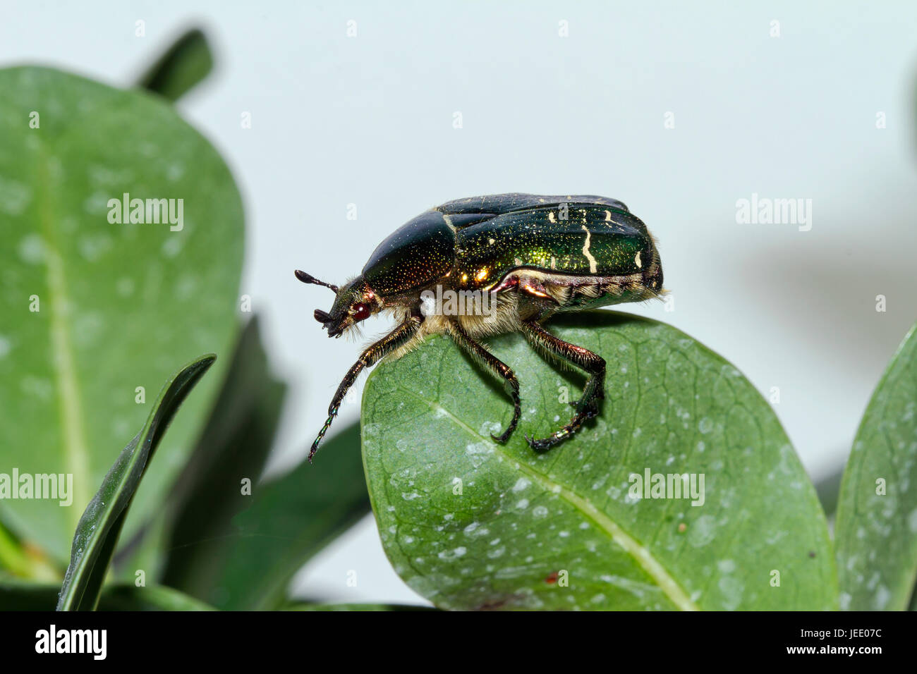 Green rose chafer on a leaf Stock Photo