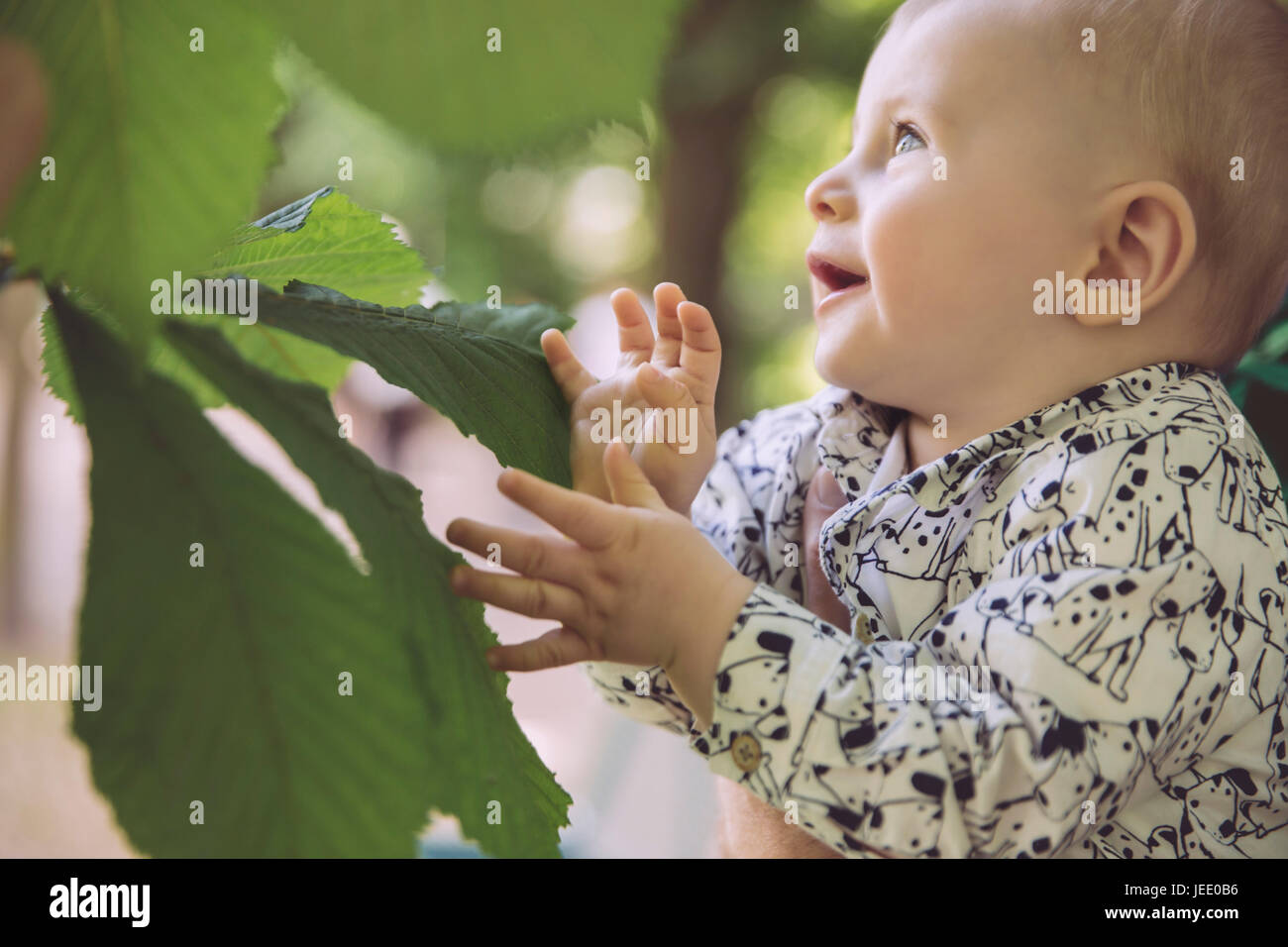 Baby touching large leaf of chestnut tree Stock Photo
