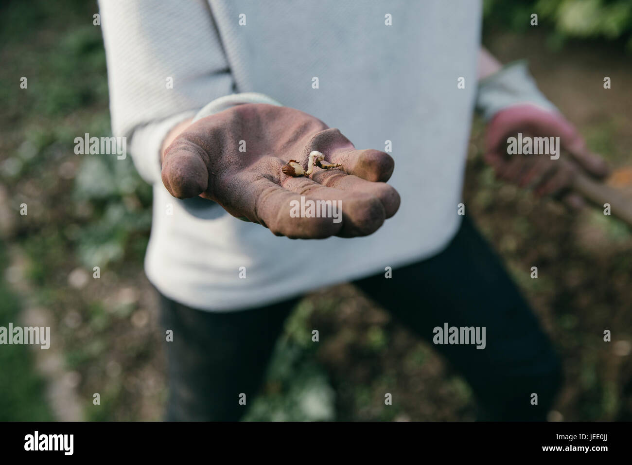 Hand of gardening woman holding a germ bud, close-up Stock Photo