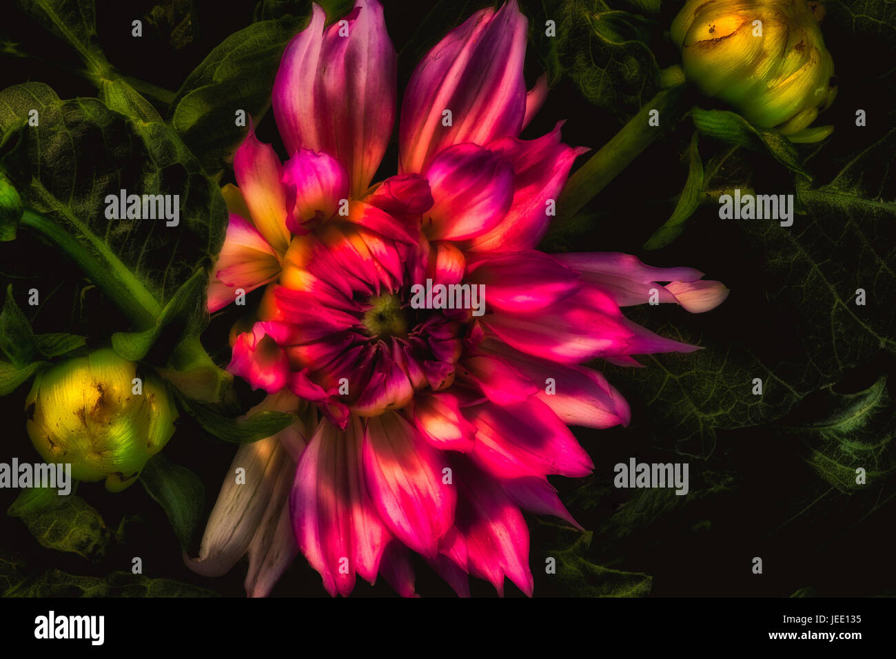 Surreal fine art color macro portrait of a flowering glowing red dahlia blossom, buds and leaves in a dreamlike surrealistic vintage painting style Stock Photo