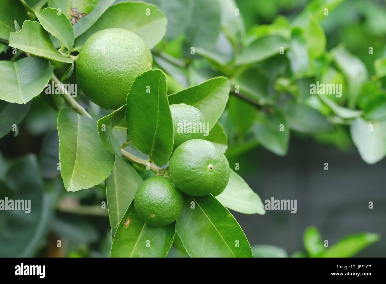 Lime tree with fruits closeup select focus. Raw materials of food Thailand.	 Stock Photo
