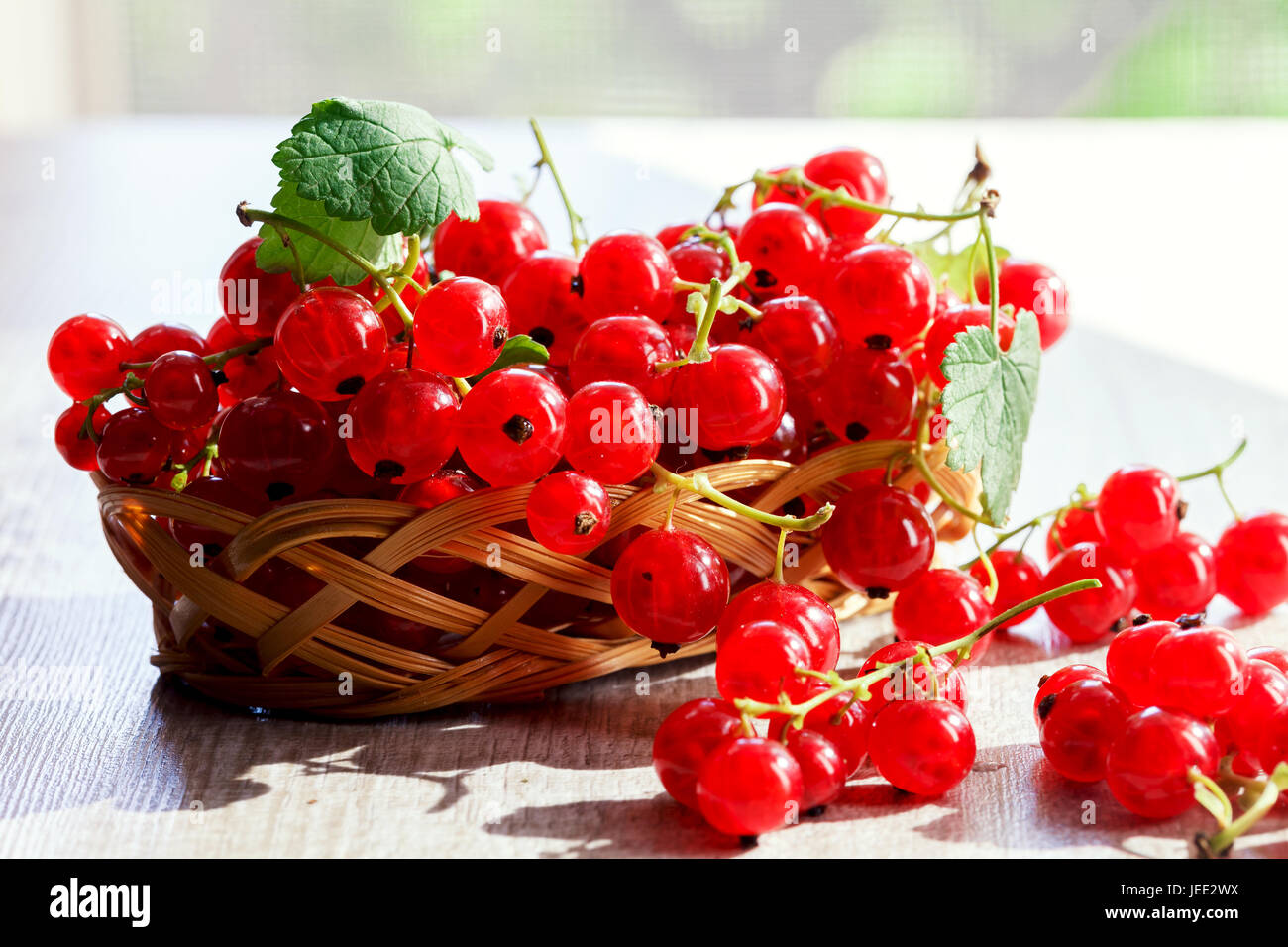 Fruits of red currants on the bushes in the garden. Stock Photo