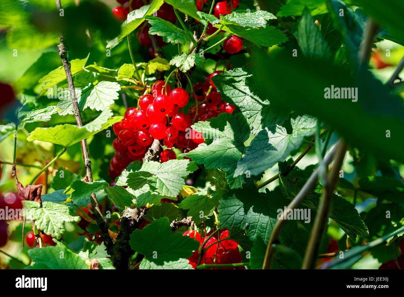 Fruits of red currants on the bushes in the garden. Stock Photo