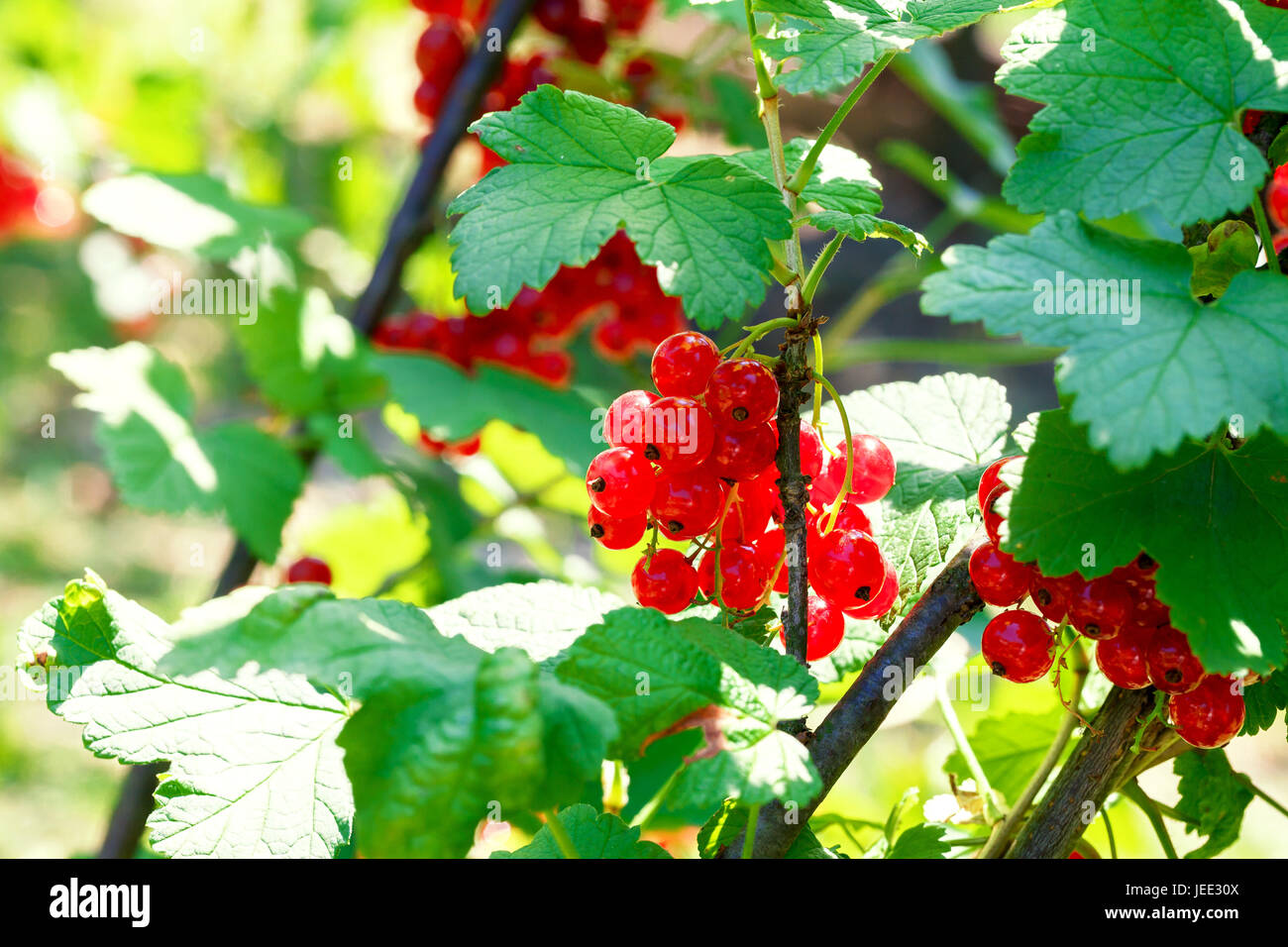 Fruits of red currants on the bushes in the garden. Stock Photo