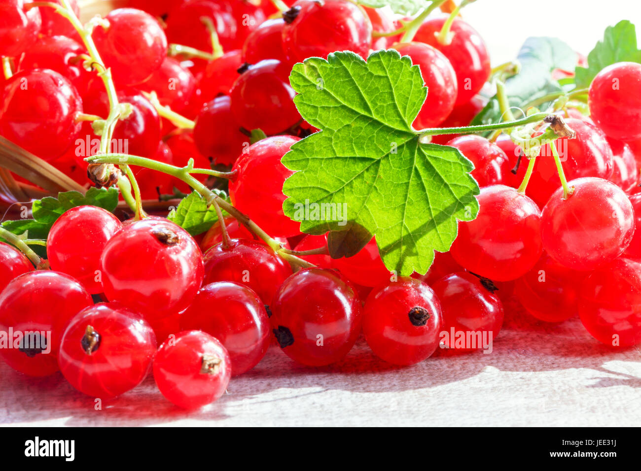 Fruits of red currants on the bushes in the garden. Stock Photo