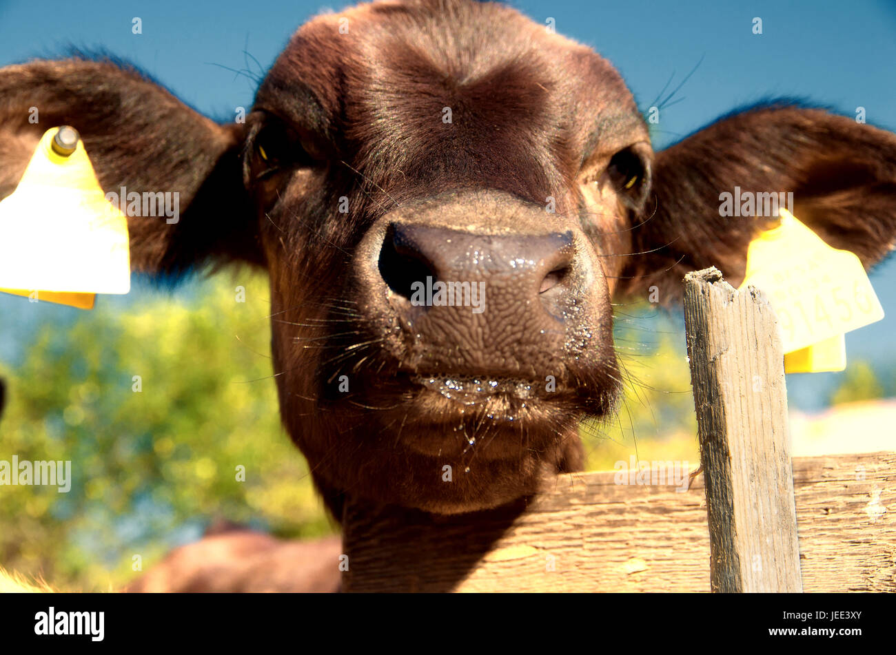 Livestock farming. Young cow in a cowshed. Calf in a barn. Stock Photo