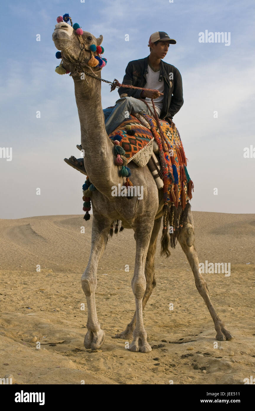 Bleed on a camel with the pyramids of Gizeh, Egypt, Africa Stock Photo ...