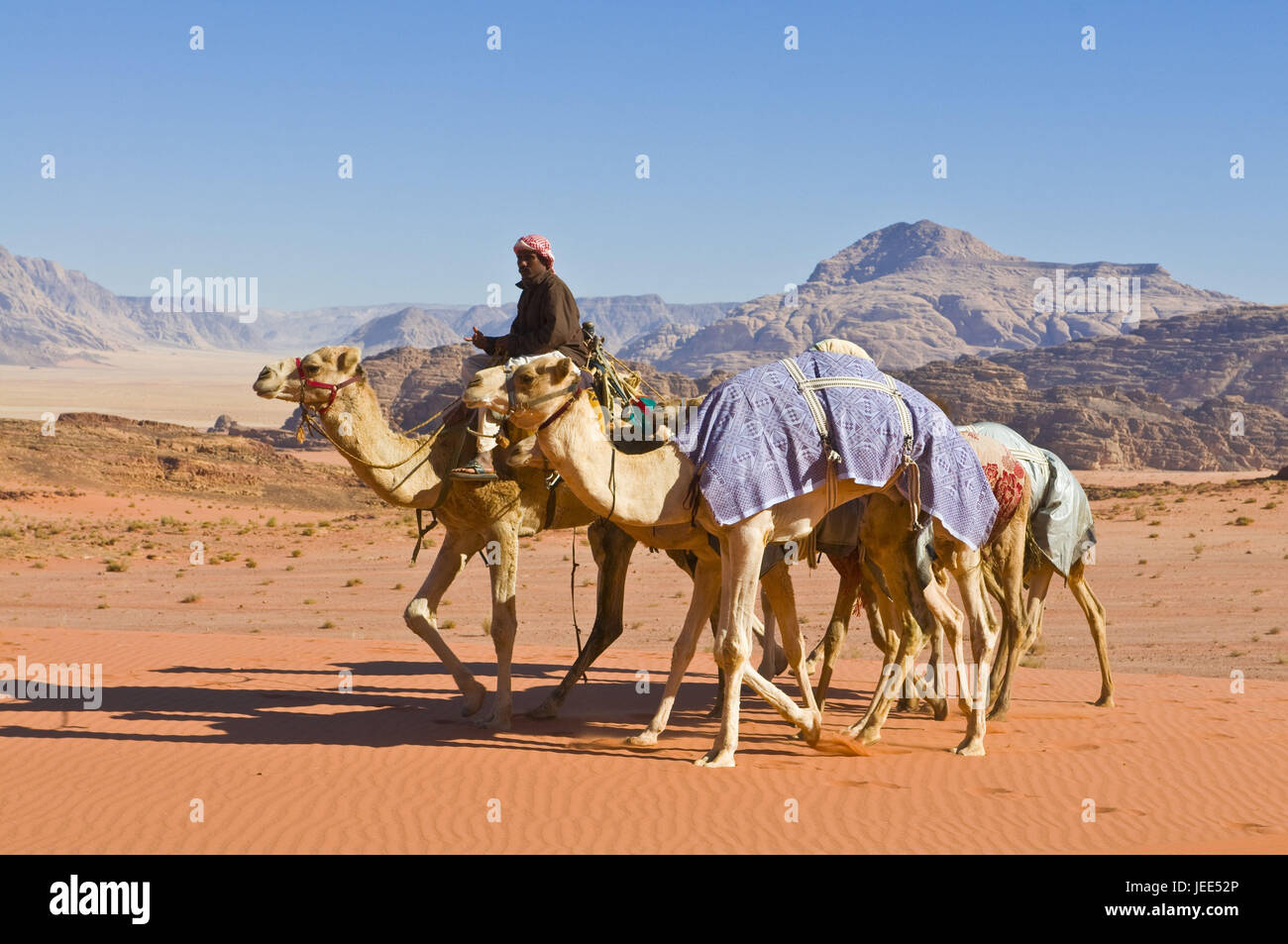 Bedouin with camels in the desert, wadi rum, Jordan, Stock Photo