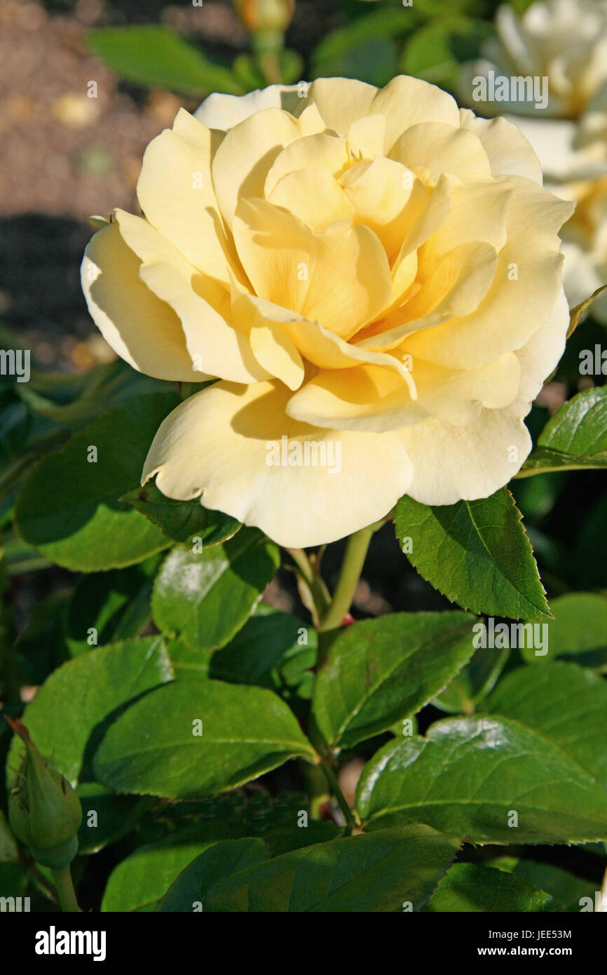 Rose, blossom, yellow, detail, Germany, Hessen, home Hatters, Rosarium, Floribundarose, breeding rose, flower, Danube gold, Harkness, Stock Photo