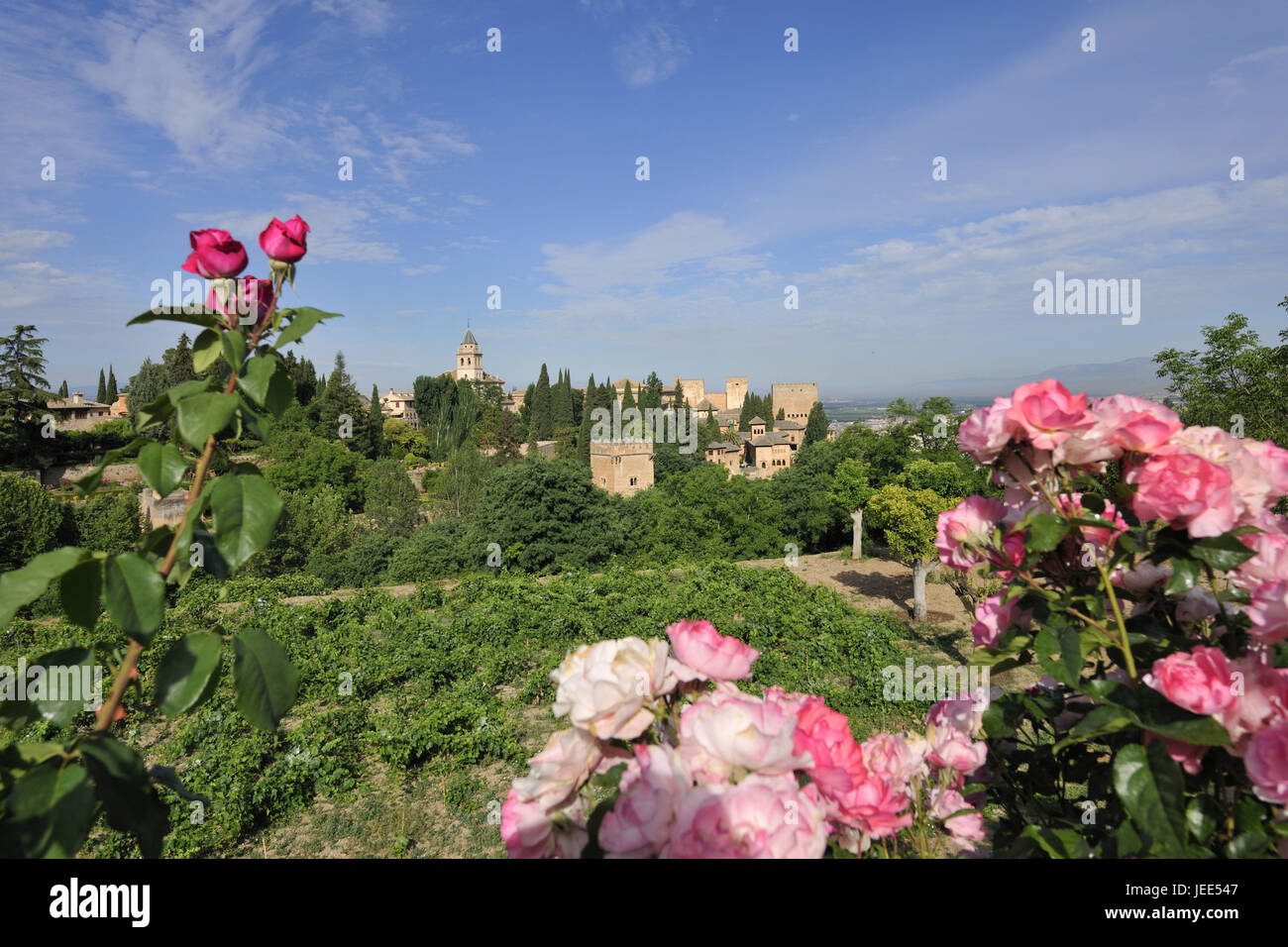 Spain, Andalusia, Granada, Alhambra palace, Generalife, flowers in the