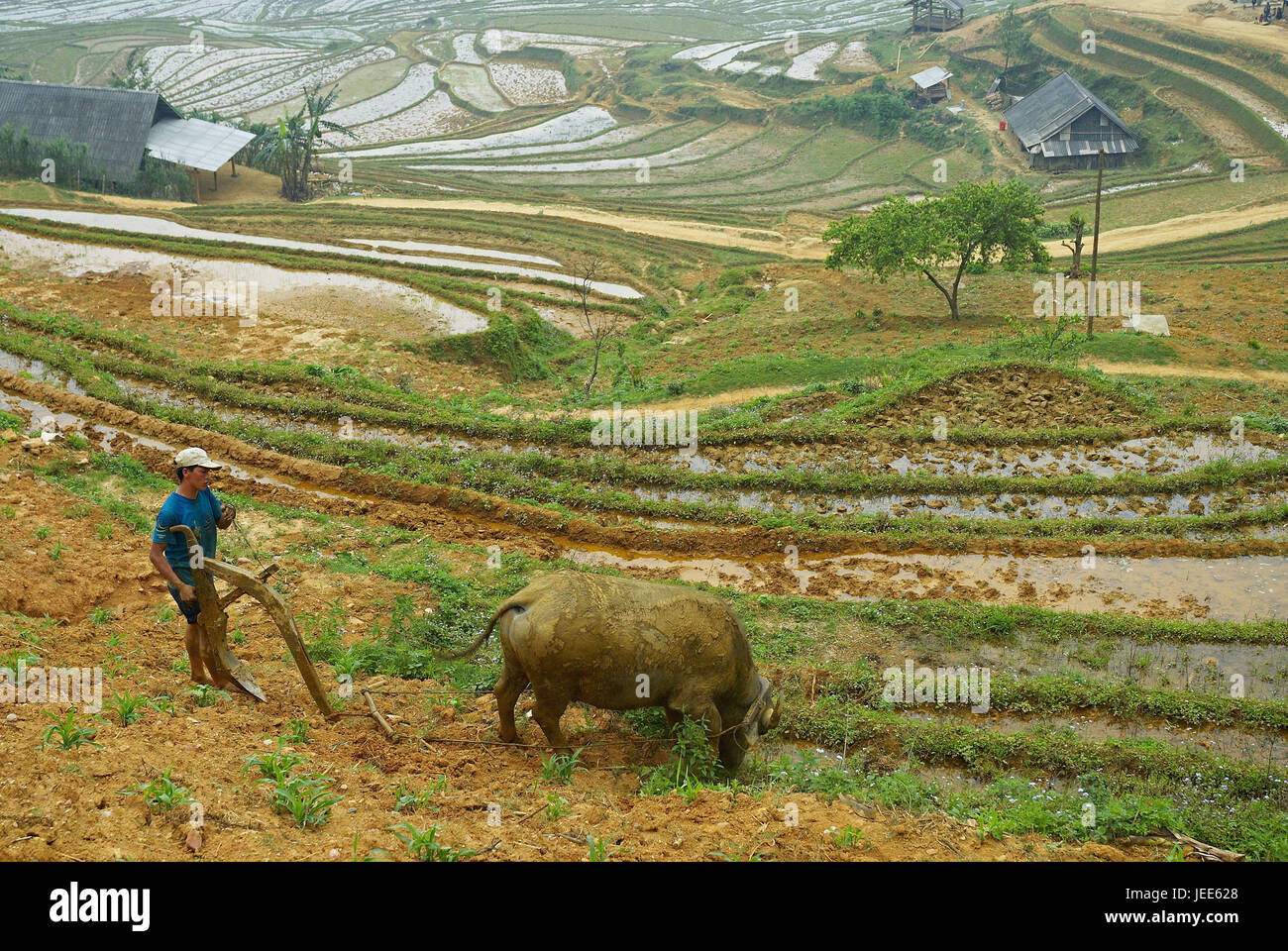 Asia, Vietnam, agricultural laborer ploughs a rice field, Stock Photo