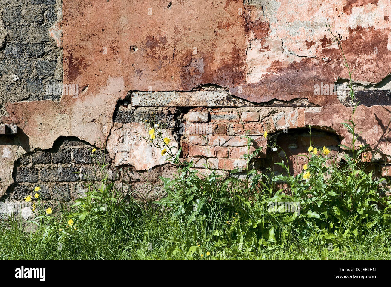 Grass, flowers, defensive wall, old, medium close-up, detail, Stock Photo