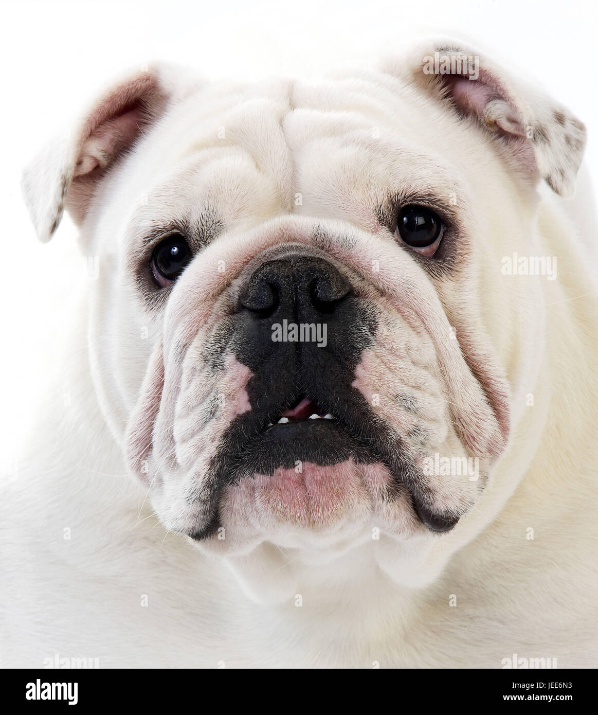 English bulldog, Stock Photo