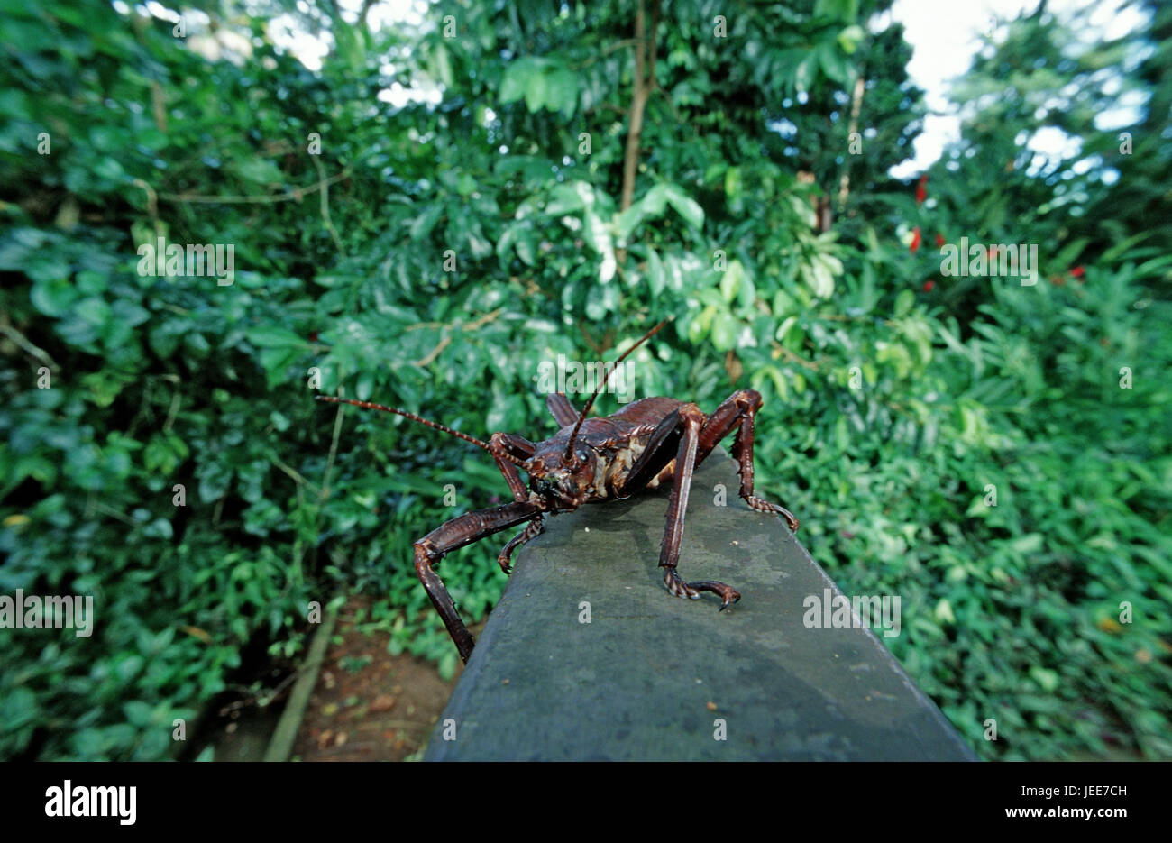 Ghost's frights, Papua New Guinea, Stock Photo