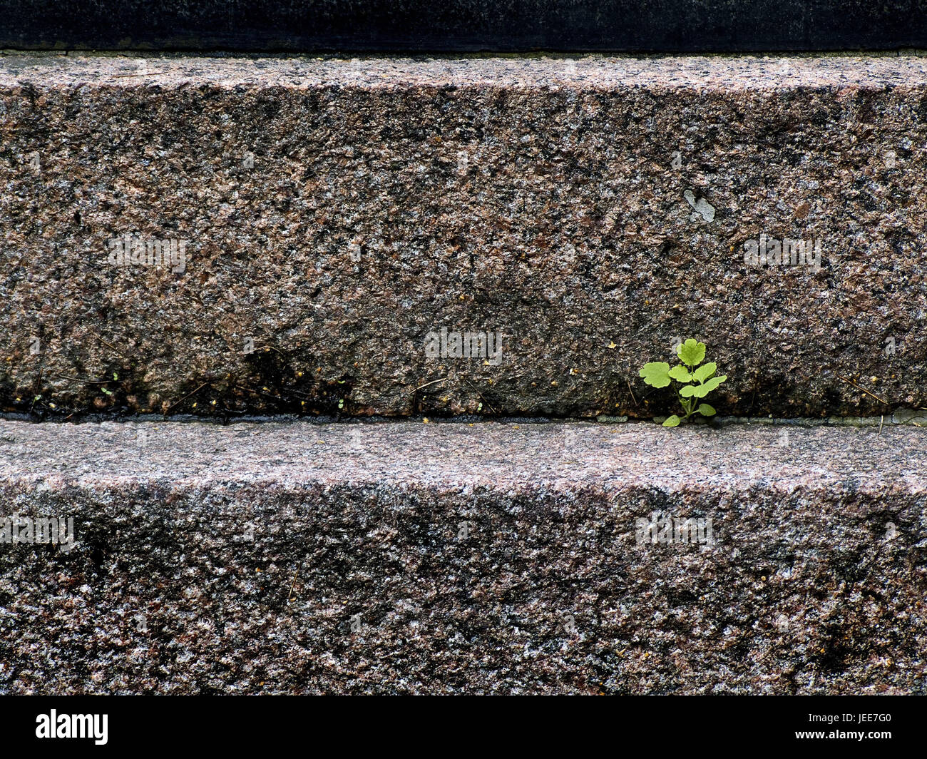 Niche adaptation hires stock photography and images Alamy