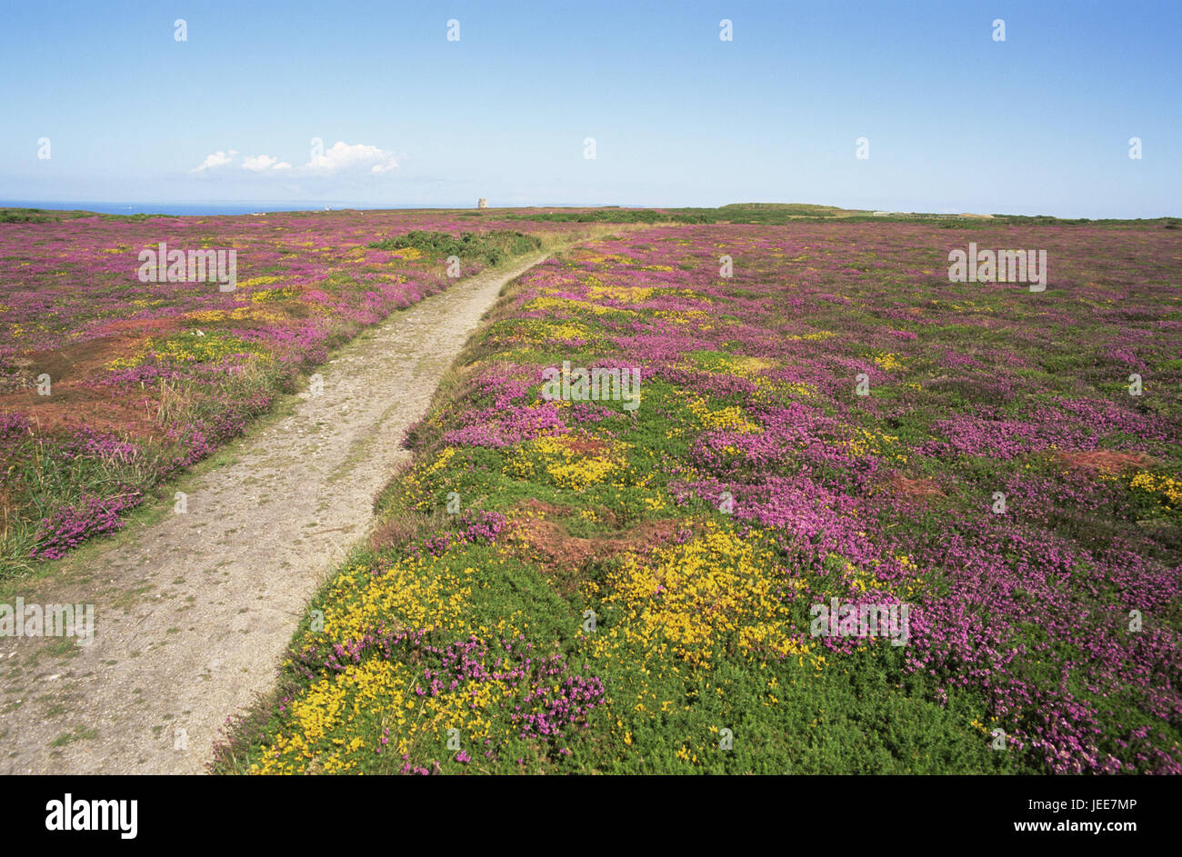 Great Britain, the Channel Islands, island Jersey, scenery, wild flowers, blossom, way, Europe, nature, vegetation, width, far, view, horizon, meadows, flowers, heather, gorse, bell moor, period of bloom, sea of blossom, magenta, yellow, outside, deserted, Stock Photo