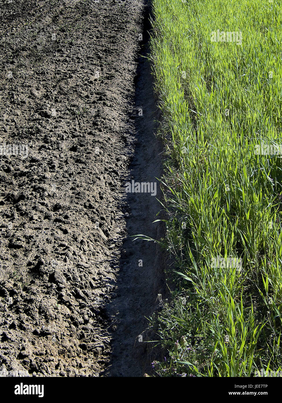 Field, field, detail, economy, agriculture, annex, agriculture, plants, useful plants, grass, meadow, green, ground, grey, broke, lie fallow, unplanted, plants, differently, contrast, Stock Photo