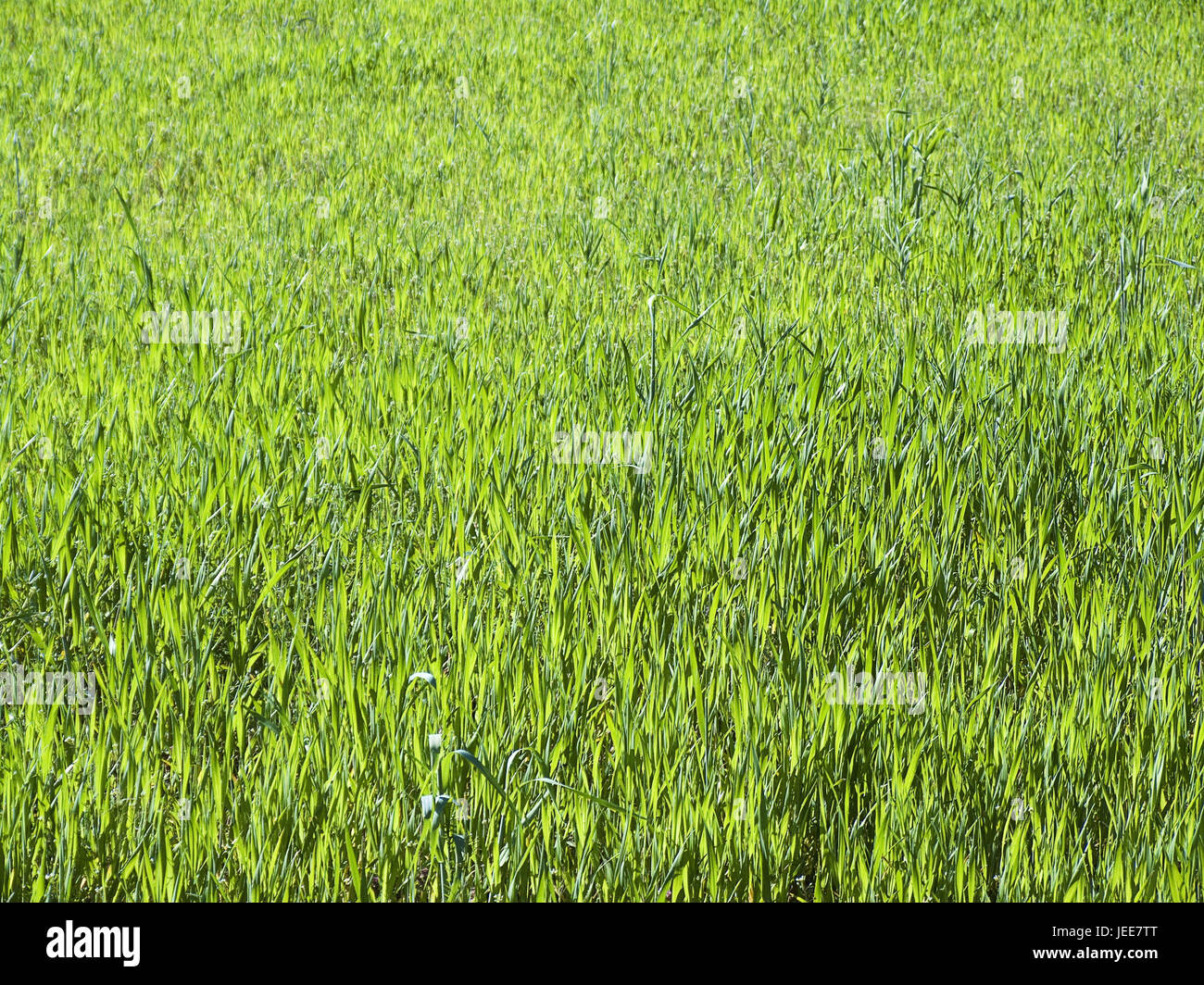 Meadow, green area, green attachment, garden, grass, blades of grass, evenly, nature, growth, conception, sample, structure, background, colour, green, colour tuning, nobody, copy space, Stock Photo