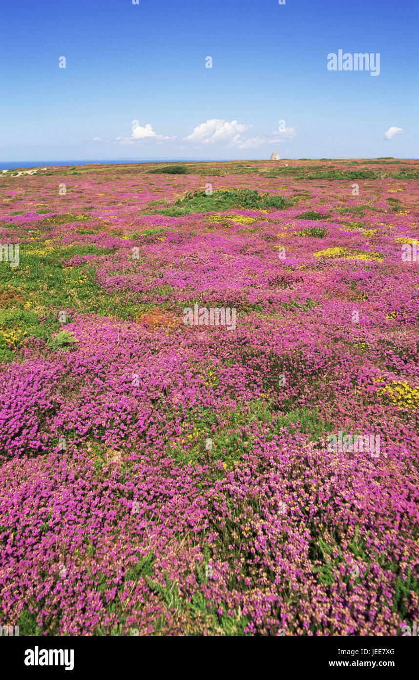 Great Britain, the Channel Islands, island Jersey, scenery, wild flowers, blossom, Europe, nature, vegetation, width, far, view, horizon, meadows, flowers, heather, gorse, bell moor, period of bloom, sea of blossom, magenta, yellow, outside, deserted, Stock Photo