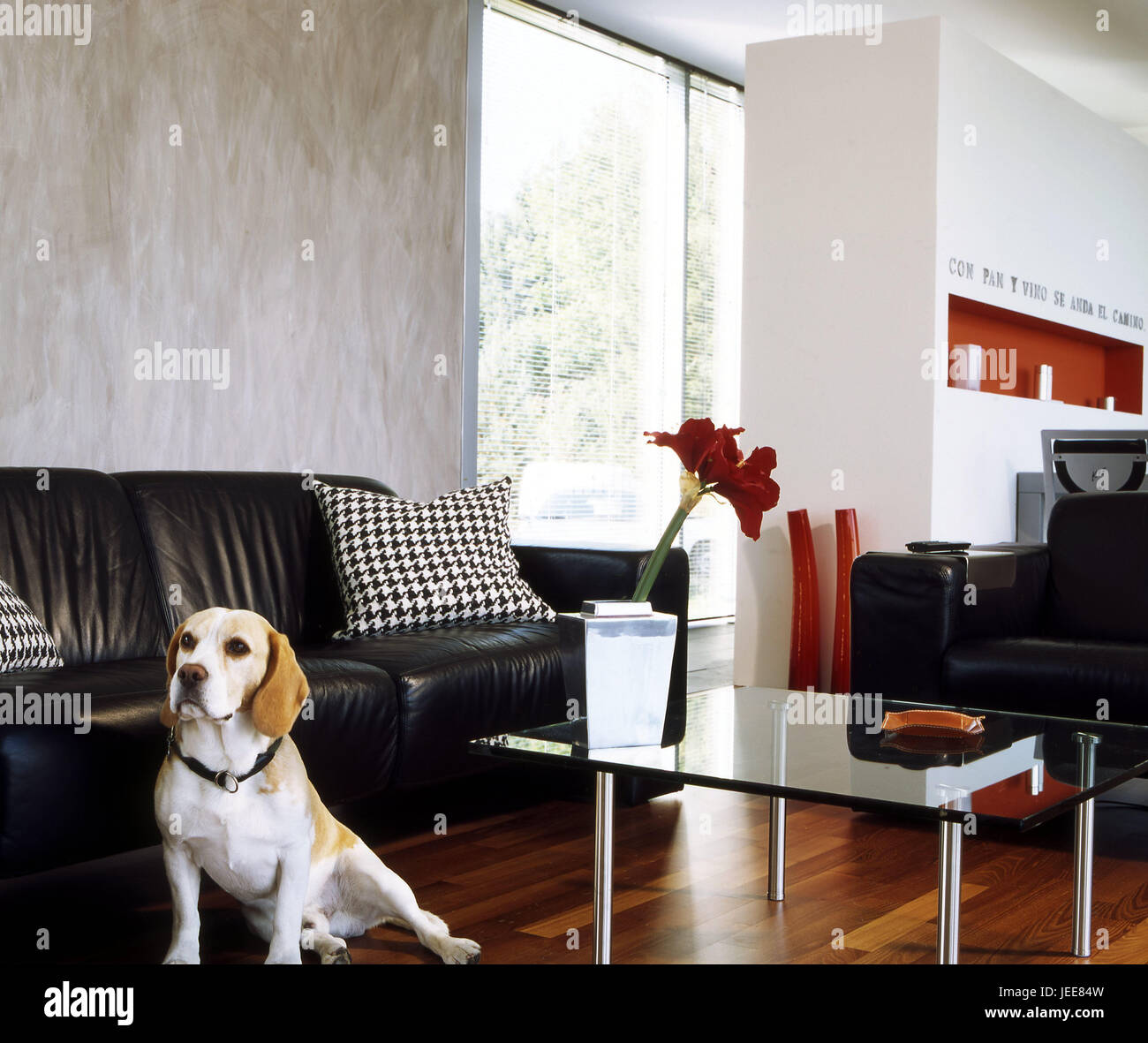 Summer Cottage Sitting Room Leather Sofa Black Cushions Coffee Summer Cottage Sitting Room Leather Sofa Black Cushions Coffee Table Flower Vase Amaryllis Window Venetian Blind Dog Beagle Single Family