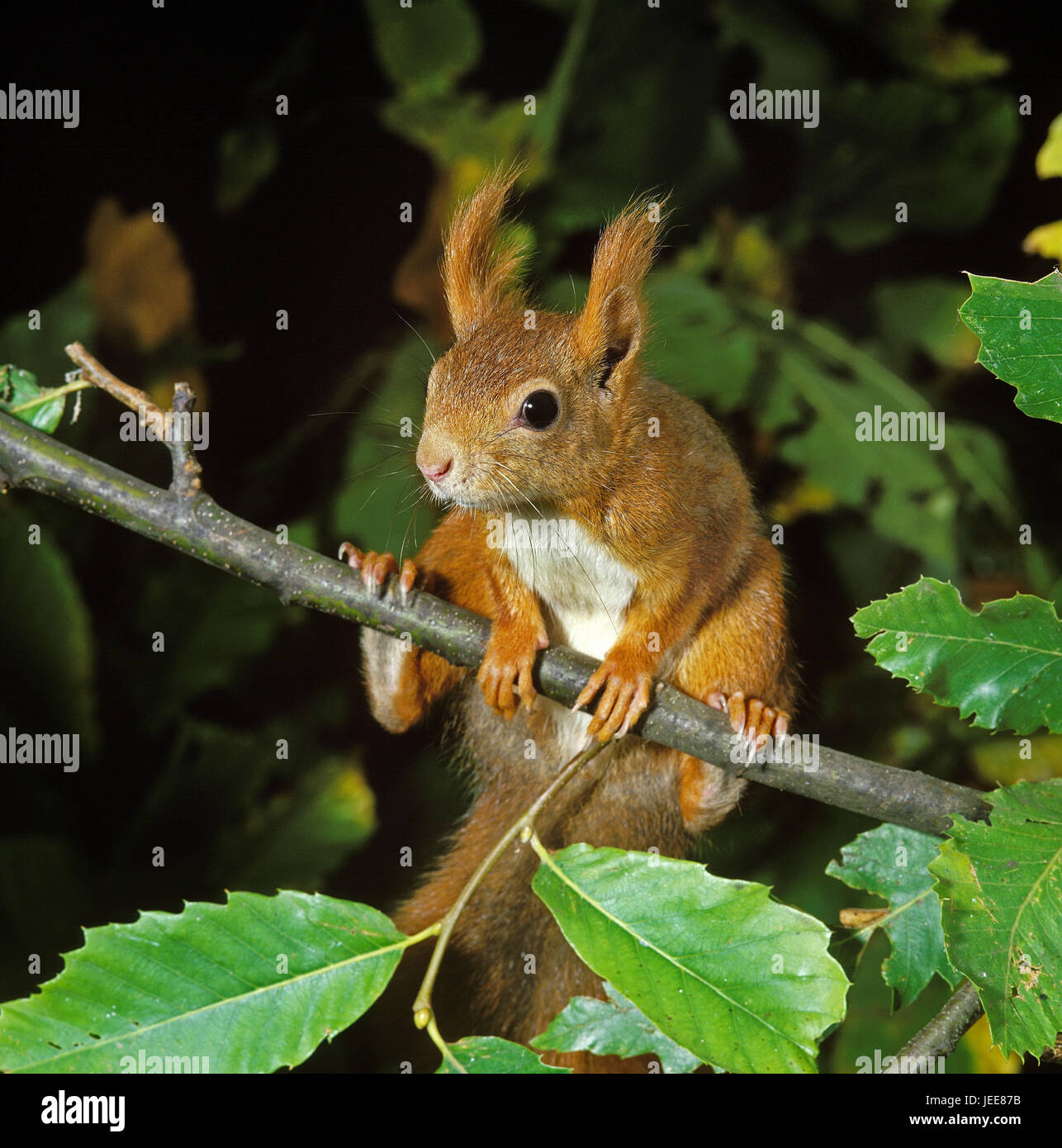 Squirrels, Sciurus vulgaris, females, stand, branch, Stock Photo