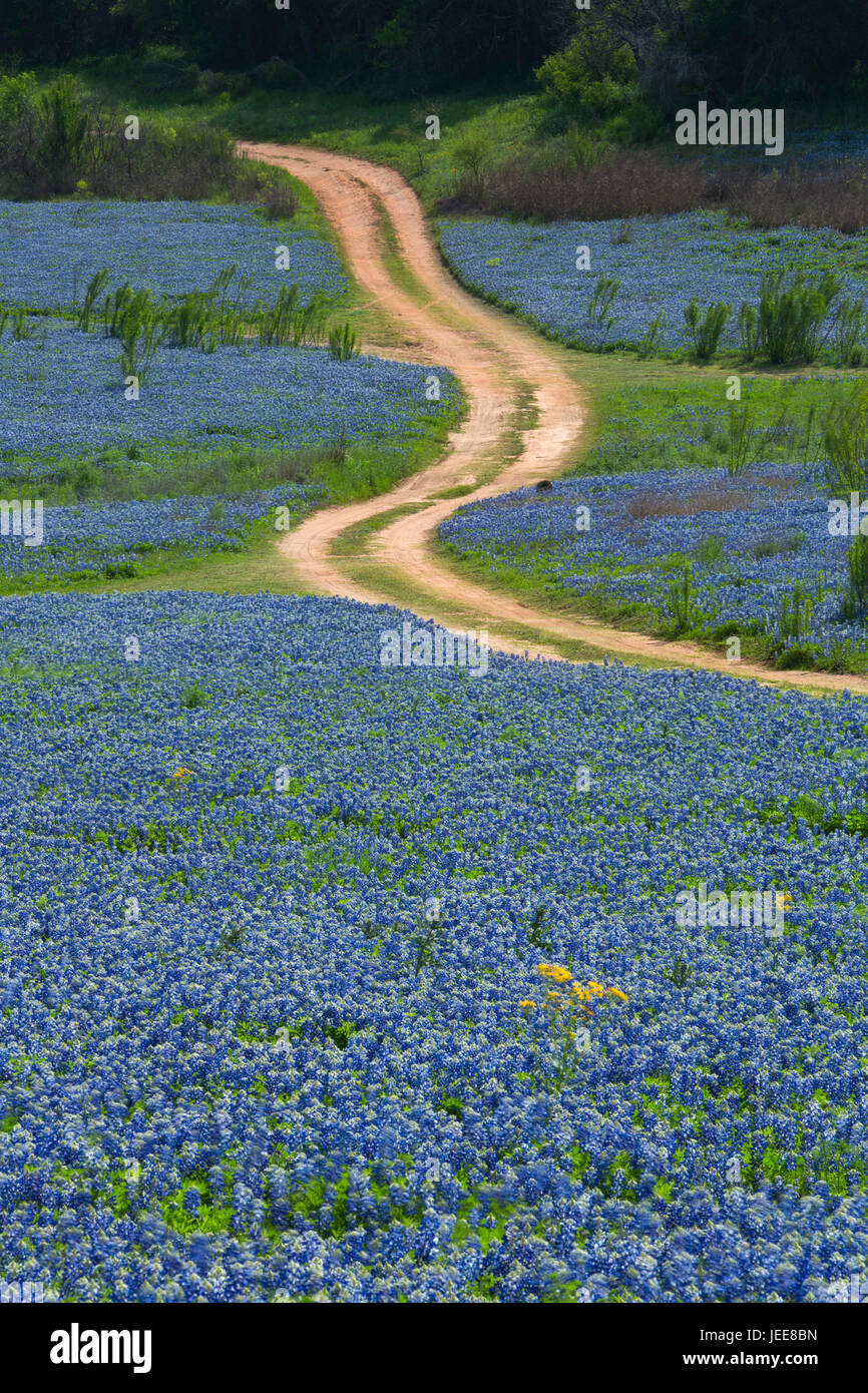 A two-track through fields of Texas Bluebonnets (Lupinus texensis). Stock Photo