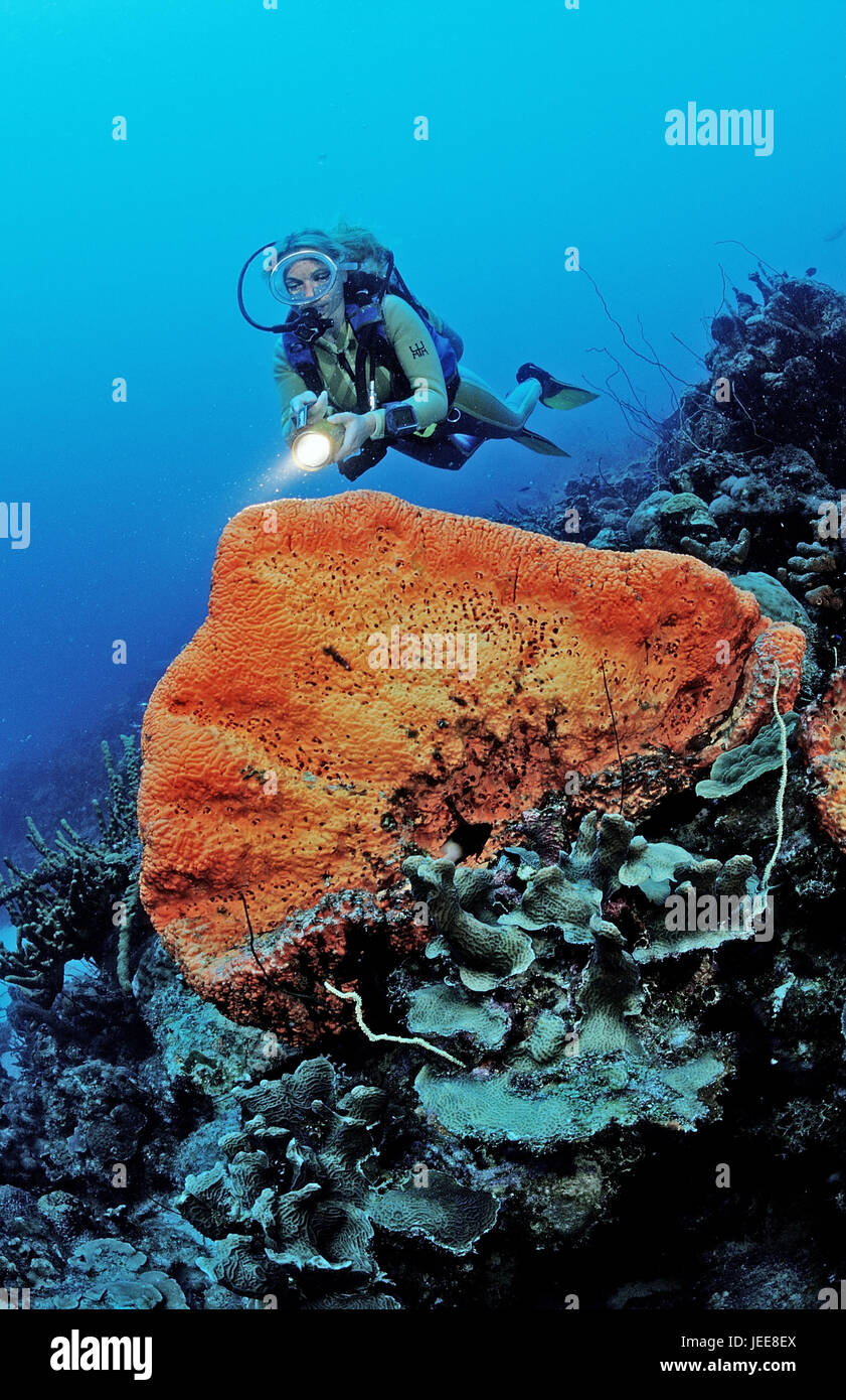 Diver, elephant's ear fungus, Agelas clathrodes, the Caribbean Stock