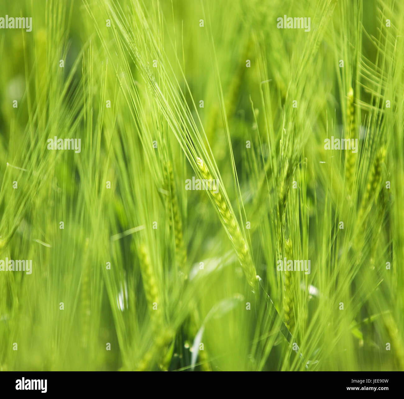 Grain motion blur hi-res stock photography and images - Alamy