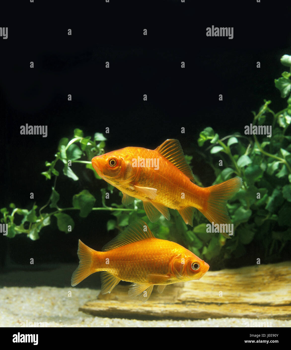 Goldfish, Carassius auratus, Stock Photo
