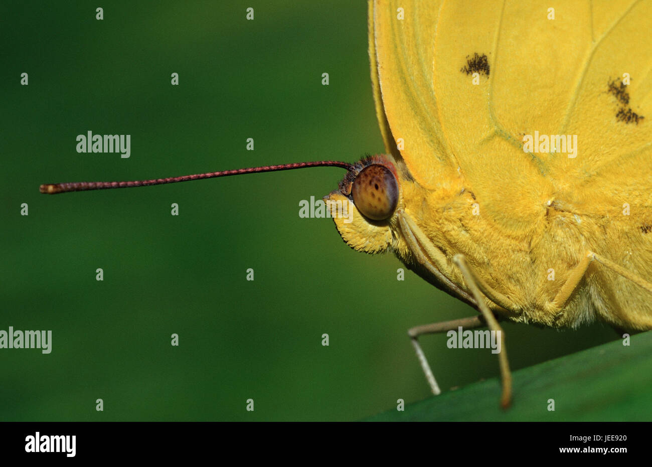 Orangegebänderter sulphur butterfly, Phoebis philea, Stock Photo