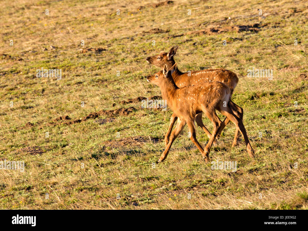 Elk in Rocky Mountains National Park, Colorado Stock Photo