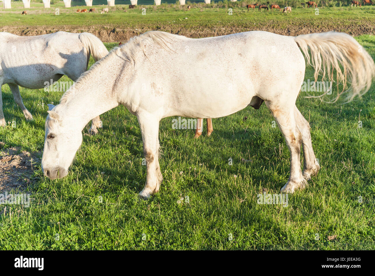 white horse in green meadow Stock Photo - Alamy