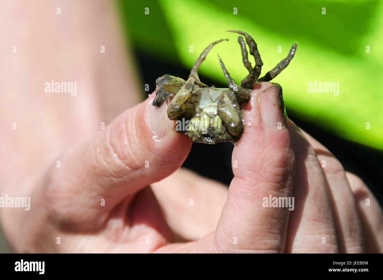 New crab species hires stock photography and images Alamy