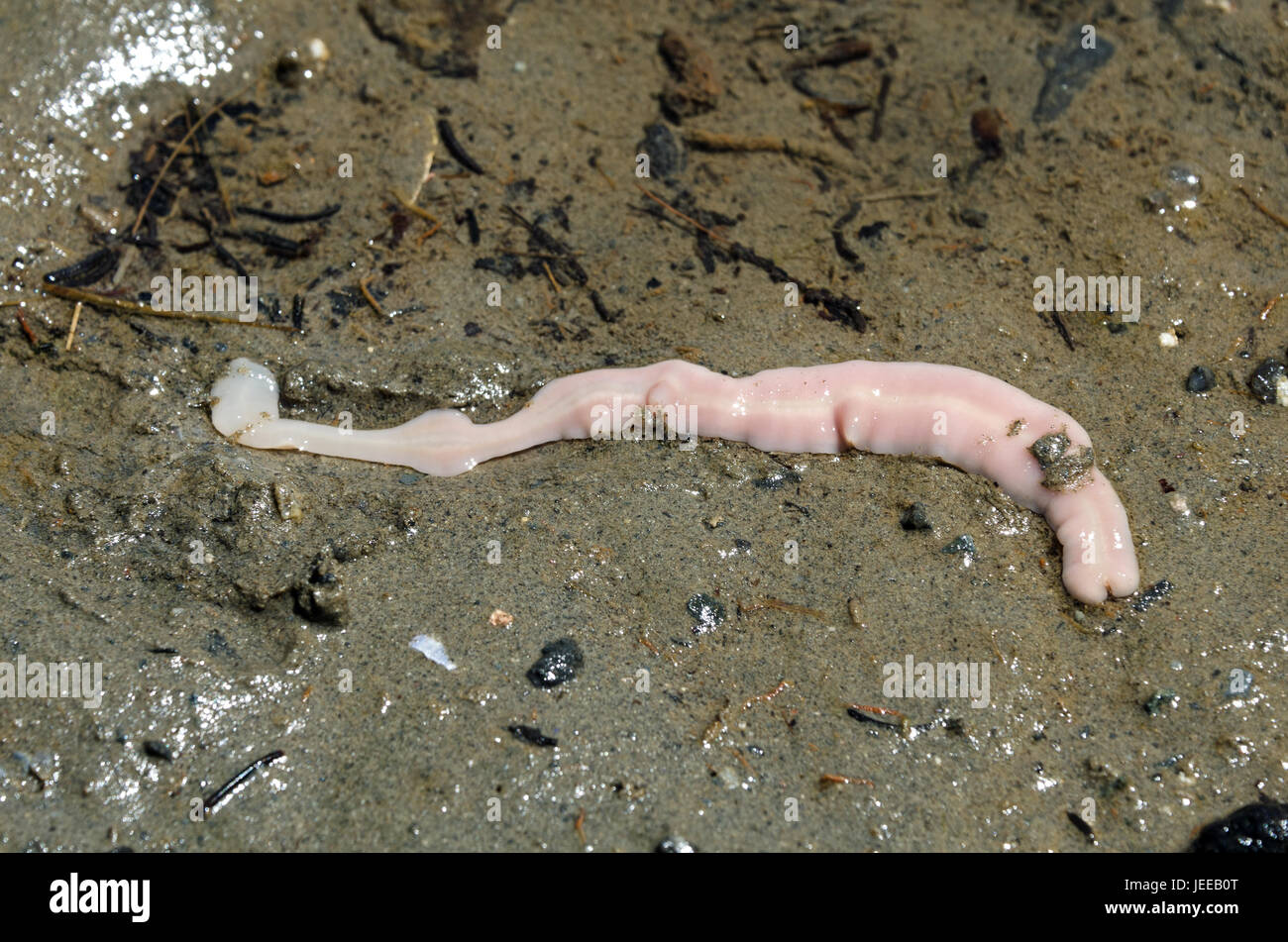 Ribbon worm hi-res stock photography and images Alamy
