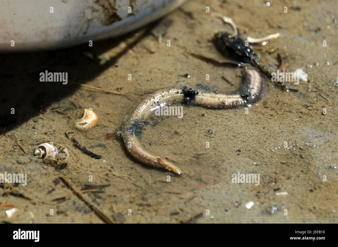Marine worm, Nephtys species Stock Photo