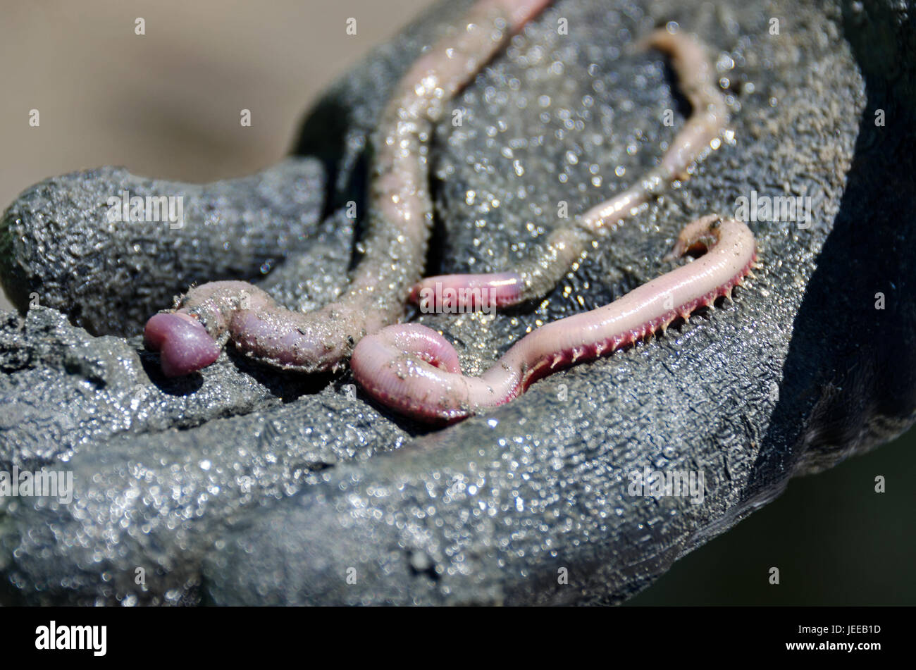 Bloodworms hi-res stock photography and images - Alamy