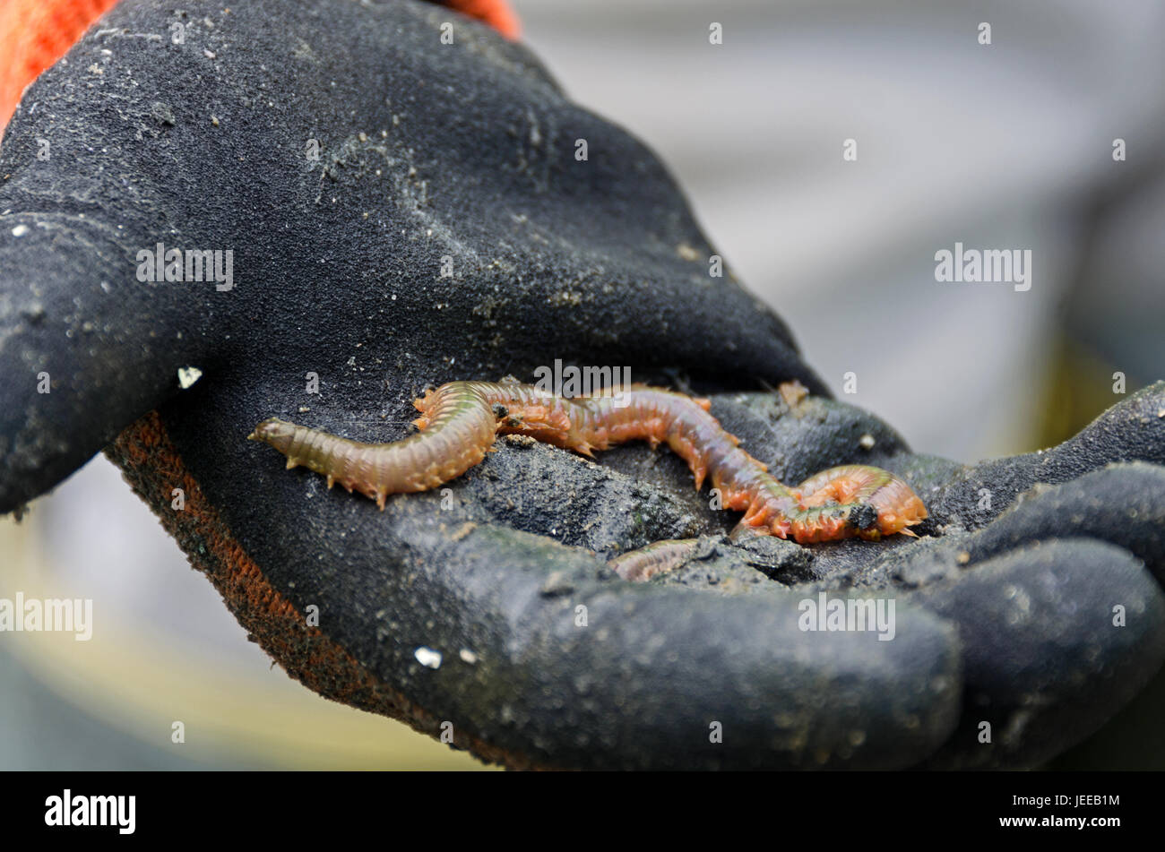 Sandworm (Nereis virens or Alitta virens), Frazer Point, Acadia National Park, Maine. Stock Photo
