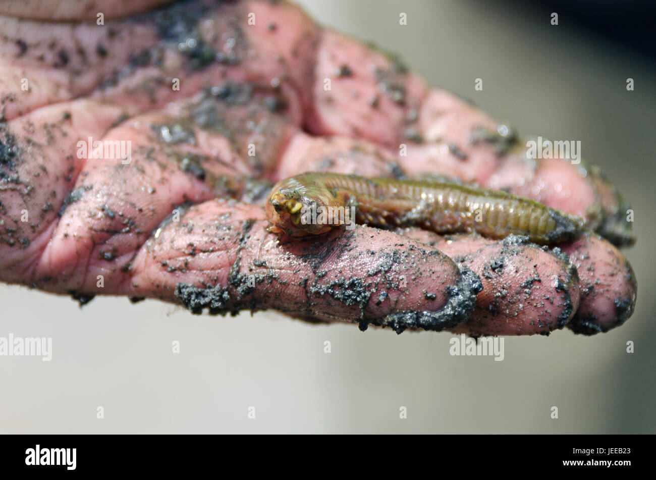Hand holding a sandworm (Nereis virens) and covered in mud. The sandworm's teeth are visible, Stock Photo