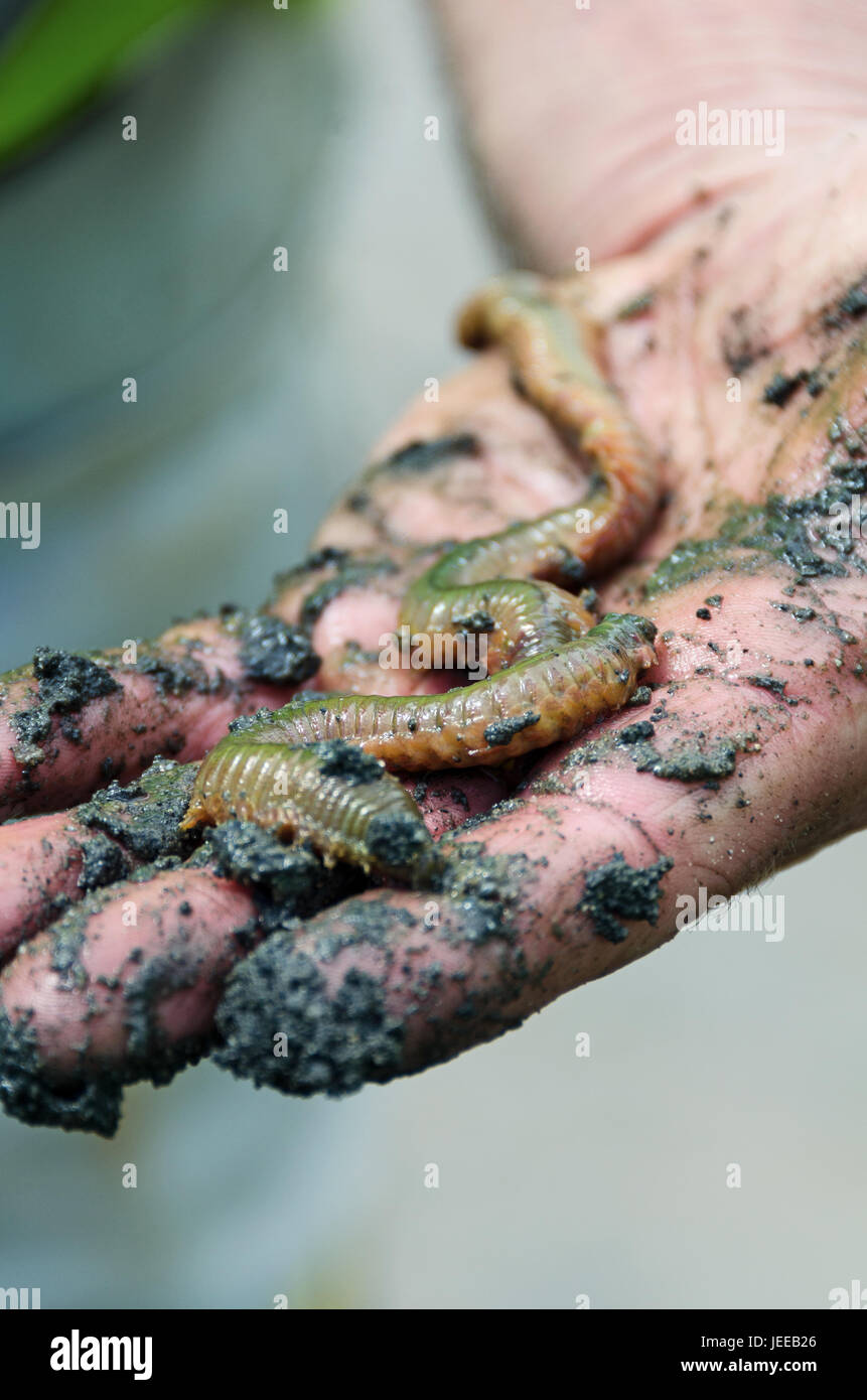 Hand holding a sandworm (Nereis virens) and covered in mud. Stock Photo