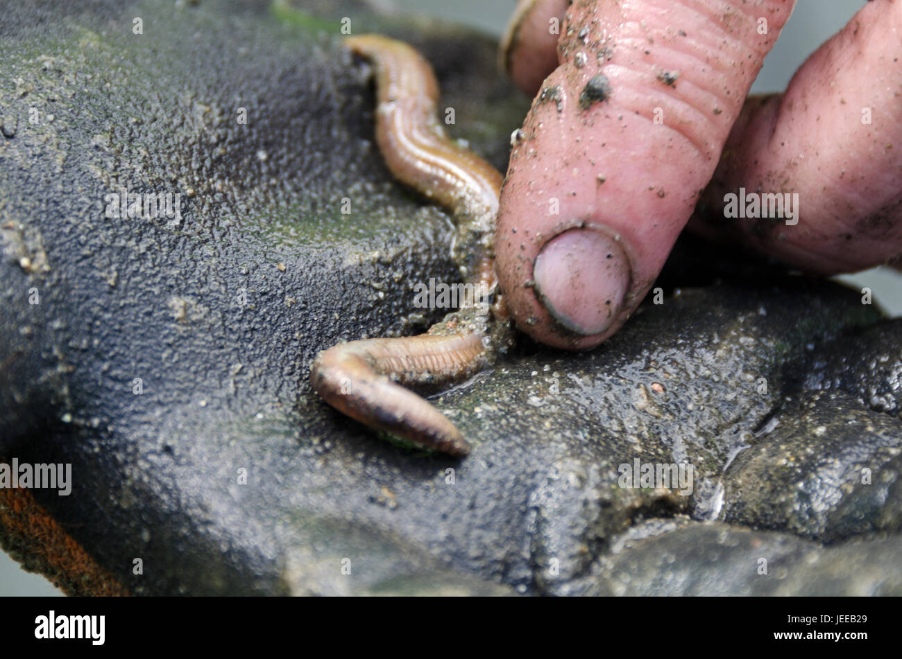 A commercial wormer holds an unidentified marine worm in his gloved hand, Acadia National Park, Schoodic Penninsula, Maine, USA. Stock Photo